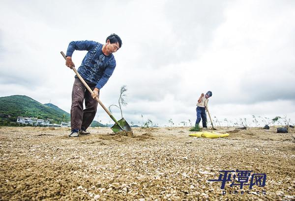 平潭金井湾吹沙地今年将种1900亩木麻黄