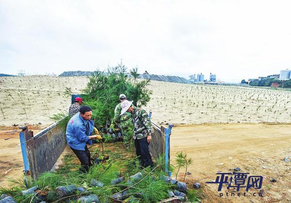 平潭金井湾吹沙地今年将种1900亩木麻黄