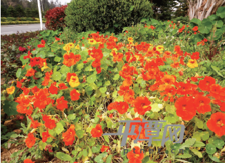 三月来平潭看花海