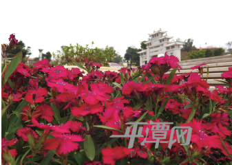 三月来平潭看花海